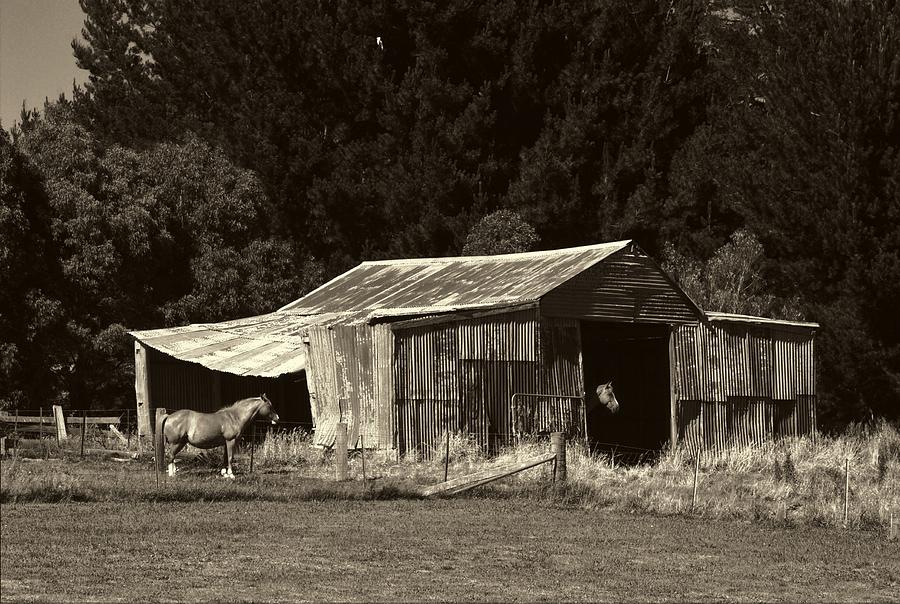 Horses and Old Barn #1 Photograph by Fran Woods