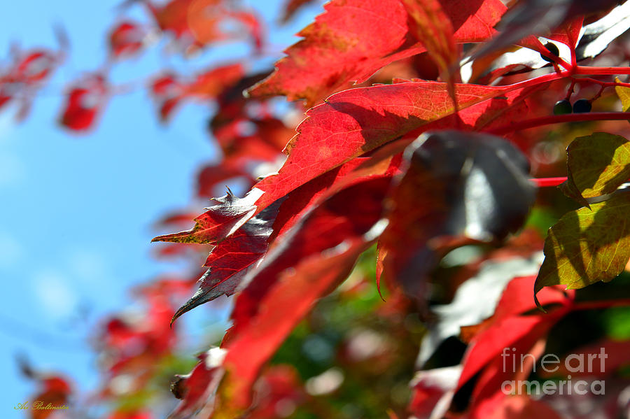 Hot Autumn Leaves #1 Photograph by Arik Baltinester