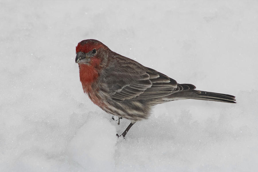 House Finch In The Snow #1 Photograph by Barbara Dean