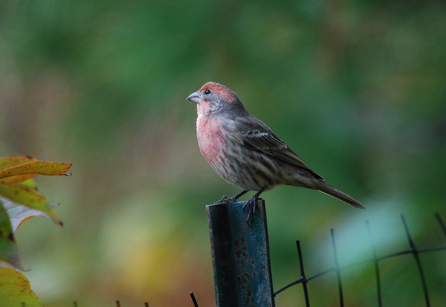 House Finch #1 Photograph by Perry Van Munster