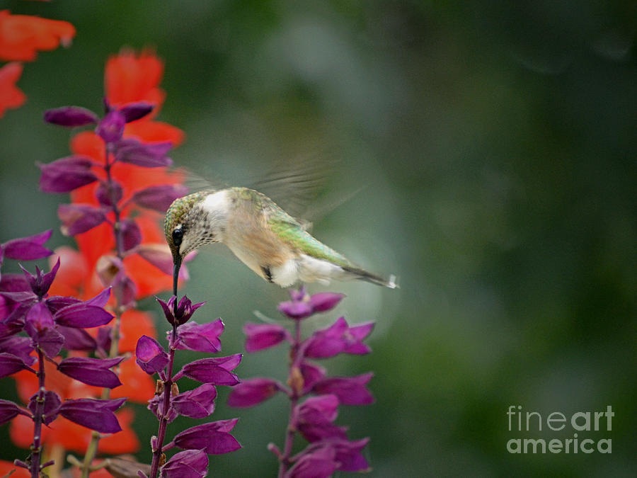 Hovering Hummingbird #1 Photograph by Sue Stefanowicz