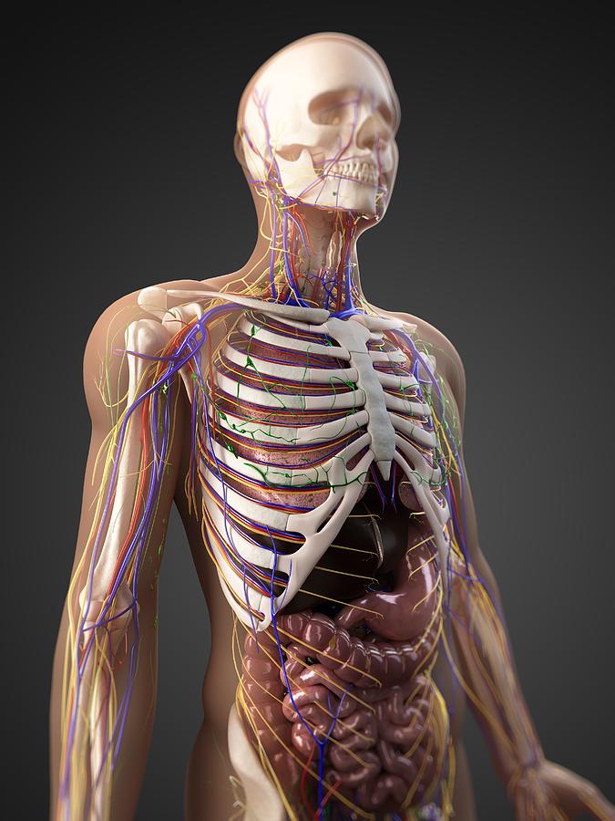 Skeleton Photograph - Human Anatomy, Artwork #1 by Sciepro