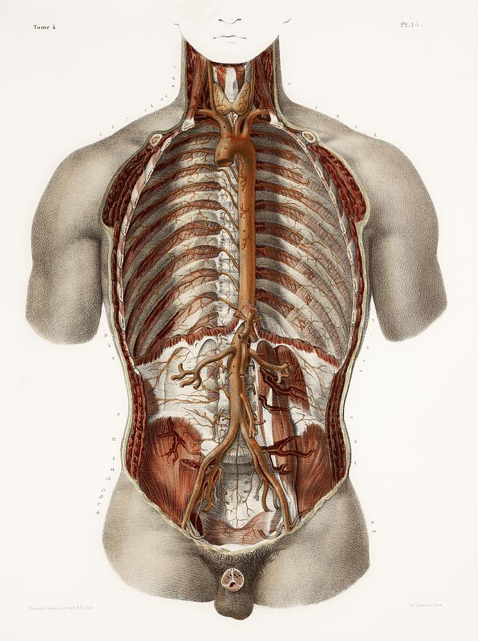 Human Arteries, 19th Century Illustration Photograph by | Fine Art America
