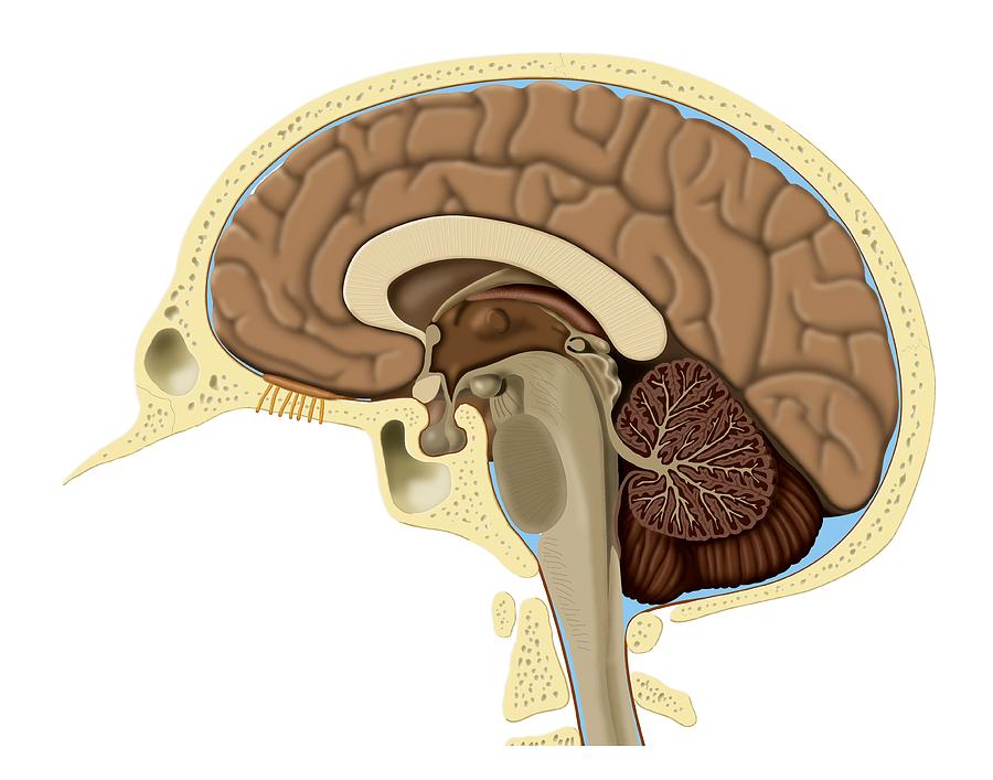 Human Brain Anatomy, Artwork Photograph By Art For Science 