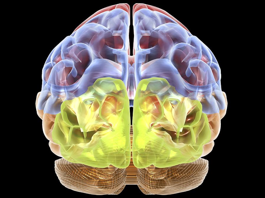 Human Brain Anatomy, Artwork #1 Digital Art by Pasieka