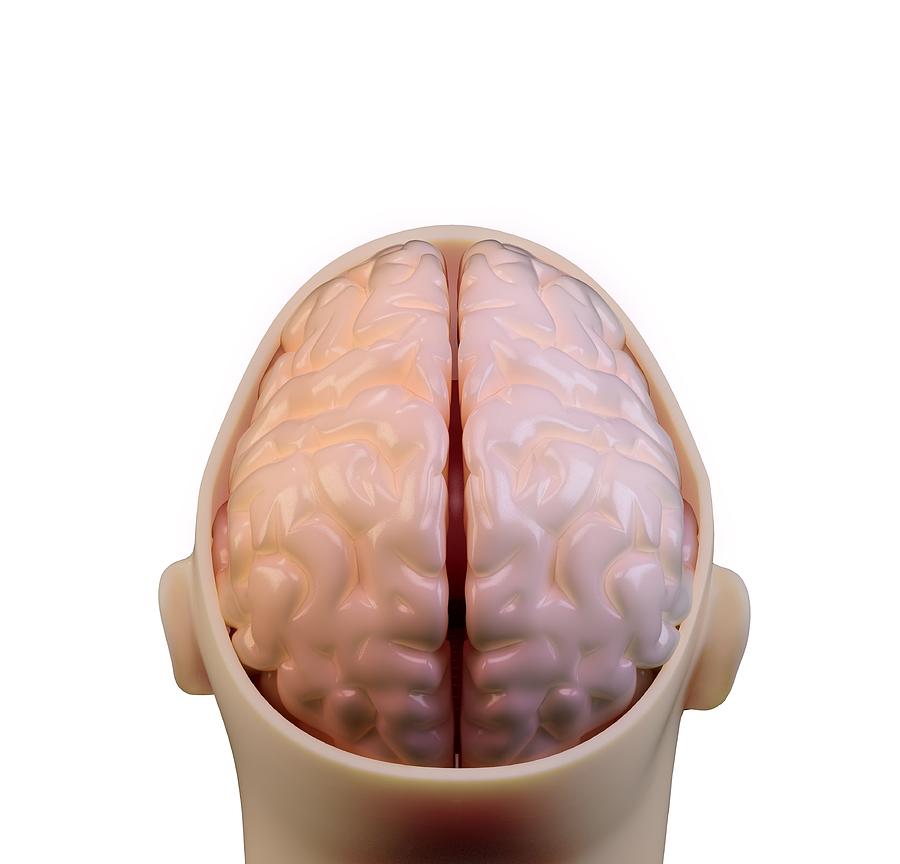 Human Brain, Artwork #1 Digital Art by Andrzej Wojcicki