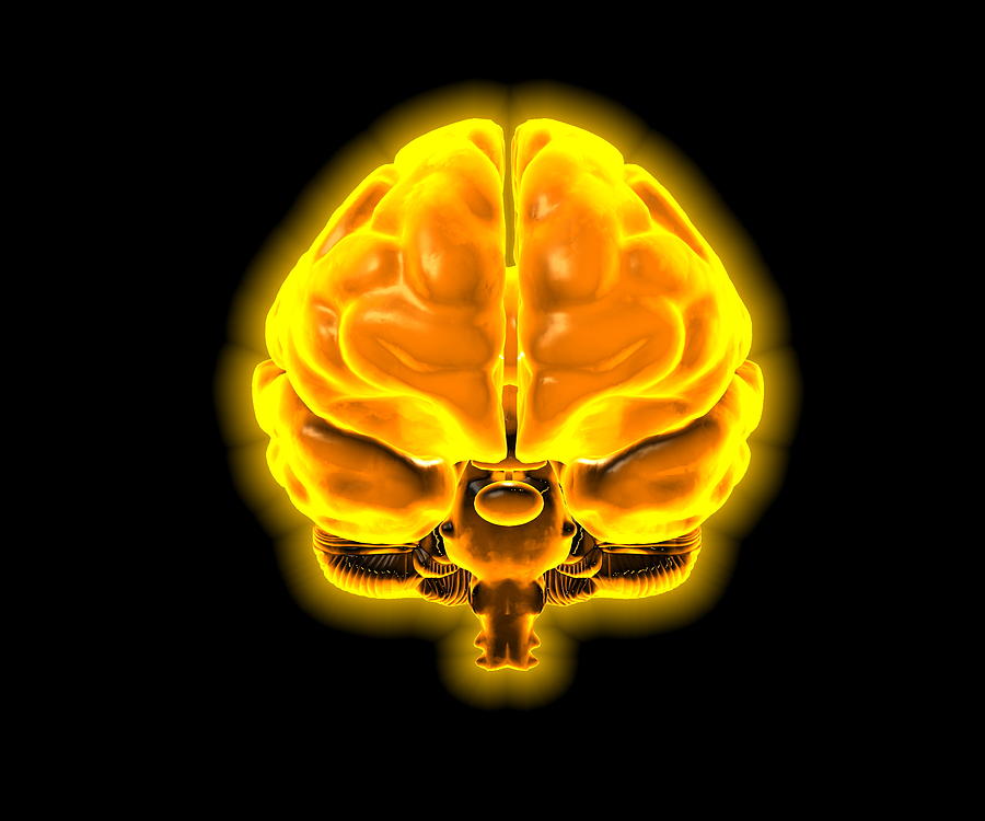 Brain Photograph - Human Brain, Computer Artwork #1 by David Mack