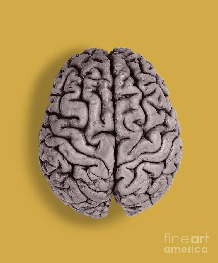 Human Brain #1 Photograph by Omikron
