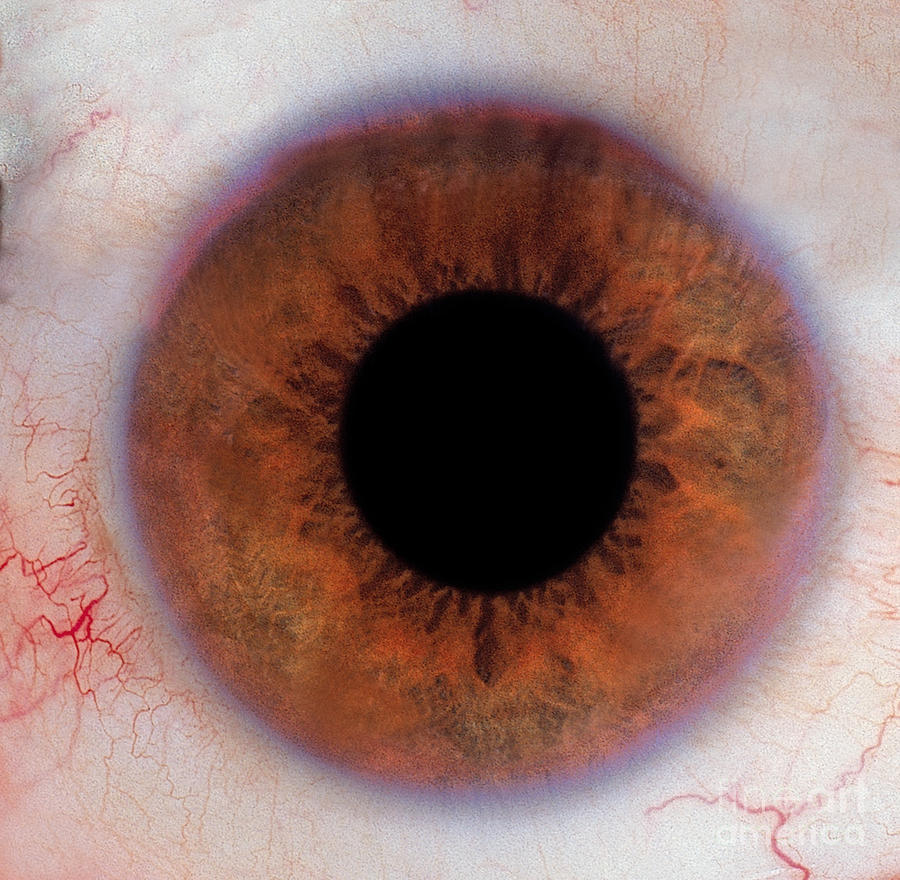 Human Eye #1 Photograph by Raul Gonzalez Perez