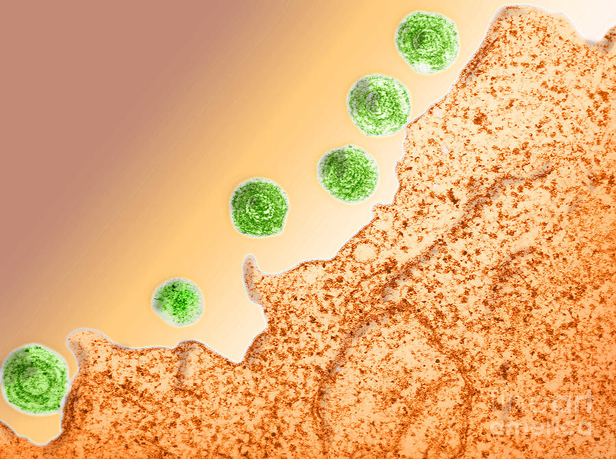 Human Herpes Virus-6 #1 Photograph by Science Source