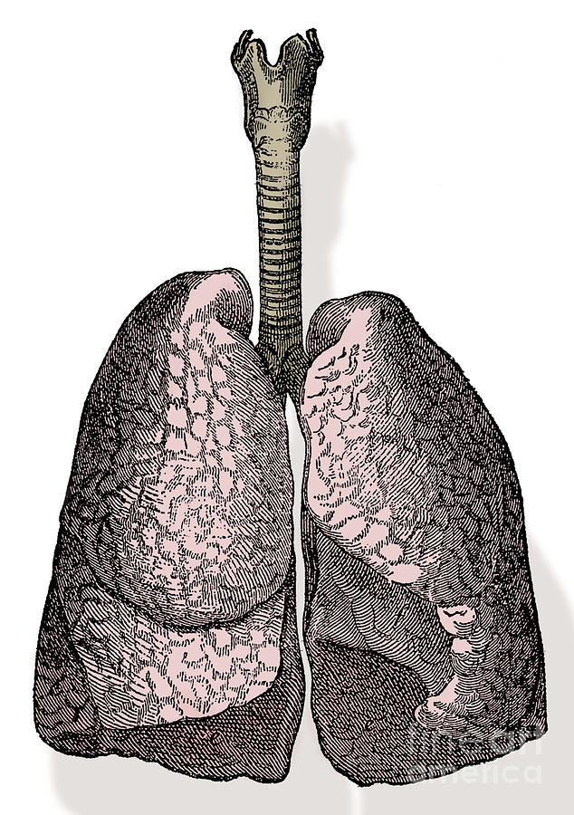 Human Lungs Photograph by Science Source - Pixels