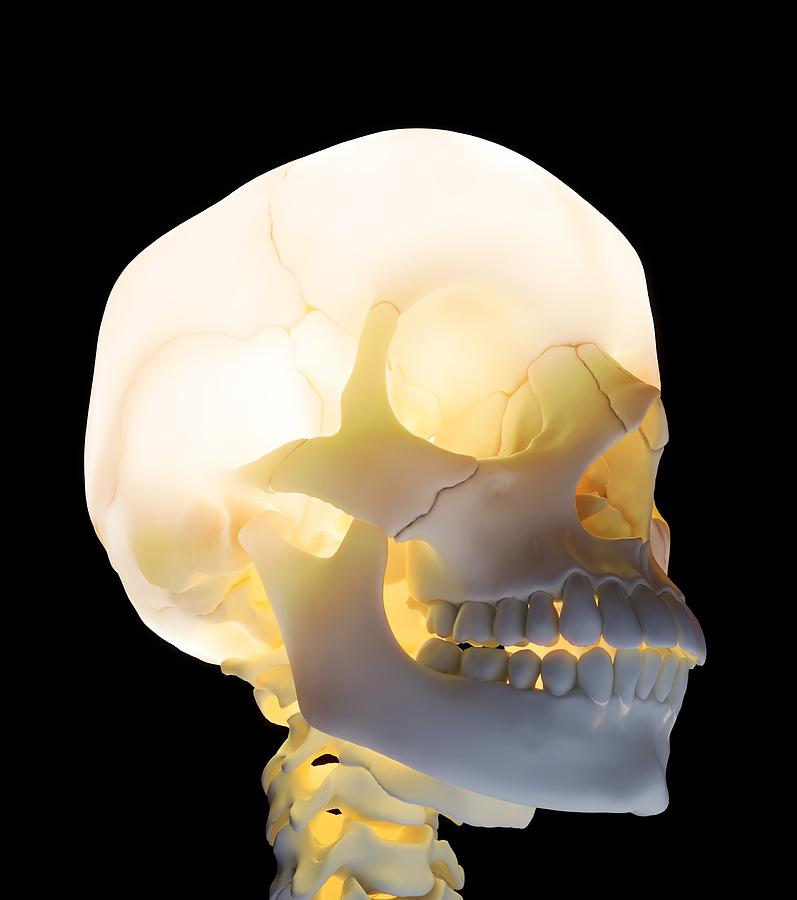 Human Skull, Artwork #1 Digital Art by Andrzej Wojcicki