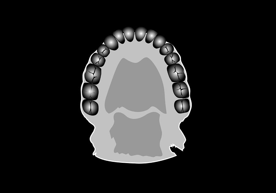 Second Molar Photograph - Human Tooth Anatomy, Artwork #1 by Francis Leroy, Biocosmos