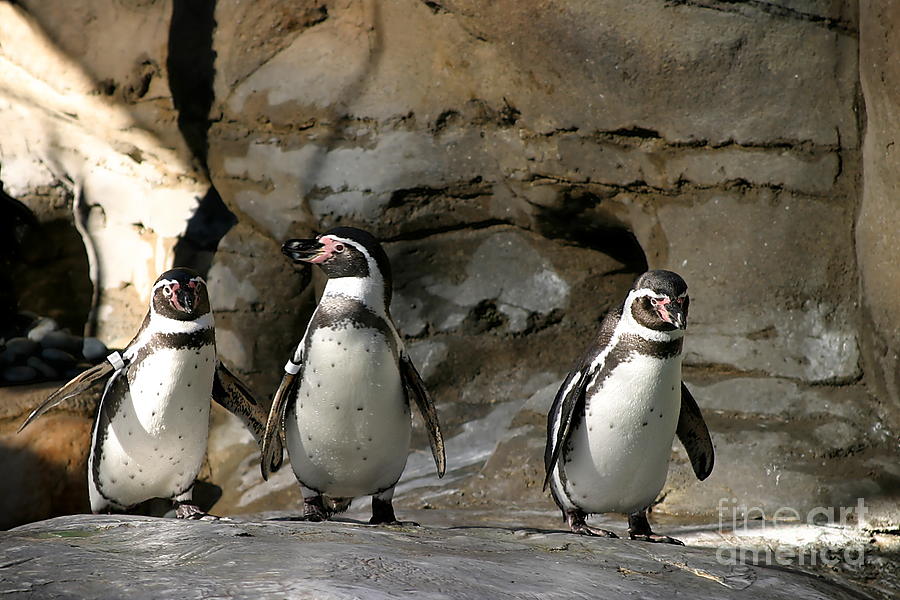Humboldt Penguin #1 Photograph by Henrik Lehnerer