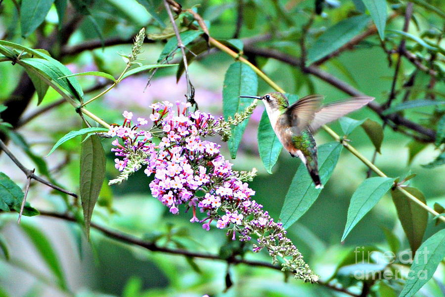 Humming Bird #1 Photograph by Lila Fisher-Wenzel