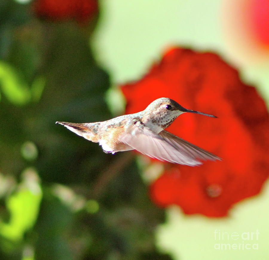 Hummingbird 4 Photograph by Pamela Walrath