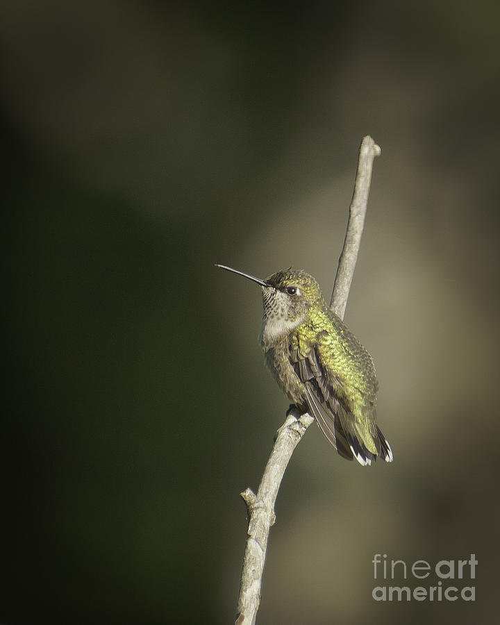 Hummingbird #1 Photograph by David Waldrop