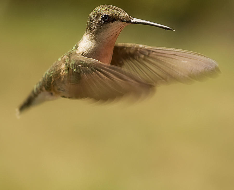 Hummingbird in Flight #1 Photograph by Trudy Wilkerson