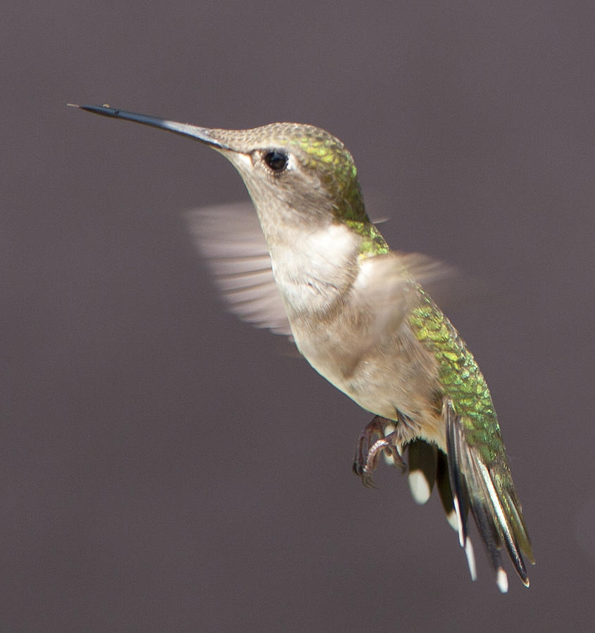 Hummingbird #1 Photograph by John Crothers