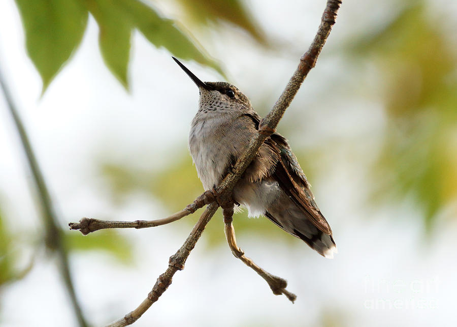 Bird Photograph - Hummingbird #1 by Lori Tordsen