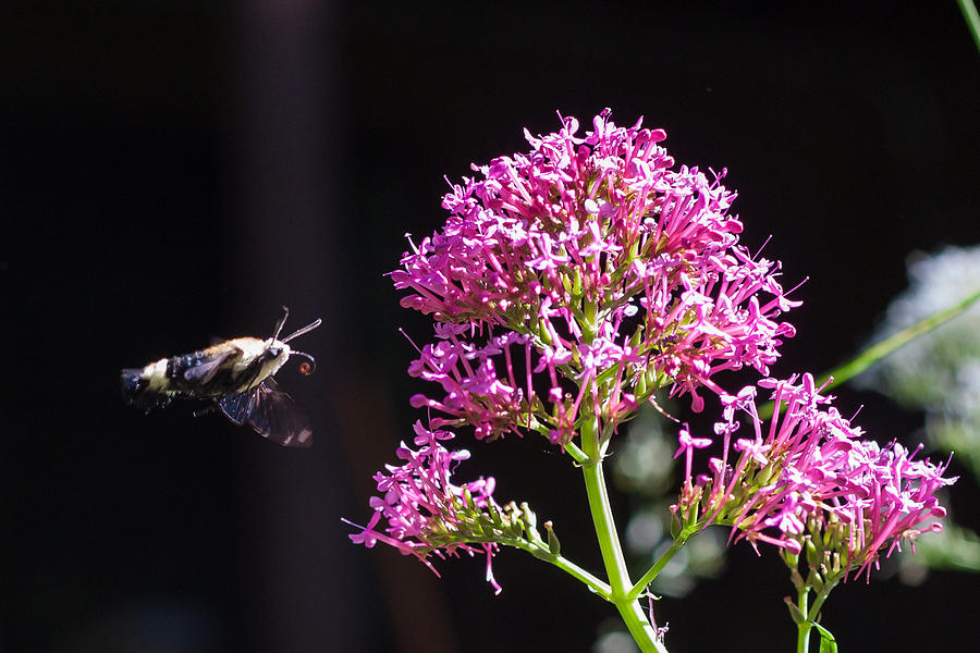 Camino Photograph - Hummingbird Moth by Chris Fullmer