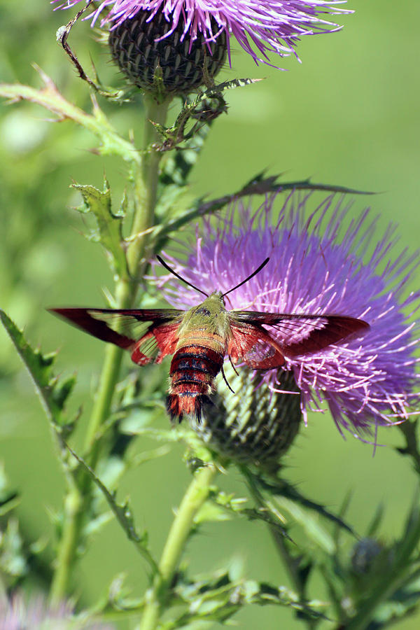 Hummingbird Moth #1 Photograph by Rick Rauzi