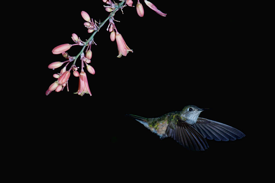 Hummingbird Photograph - Hummingbird No 3 #1 by Paul M Littman