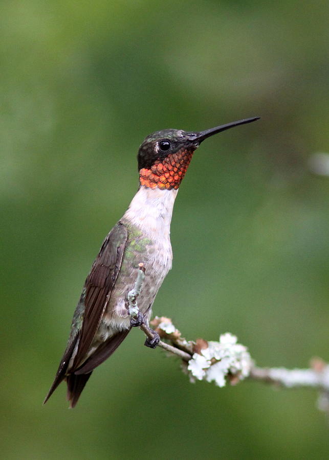 Hummingbird - Ruby-throated Hummingbird #1 Photograph by Travis Truelove