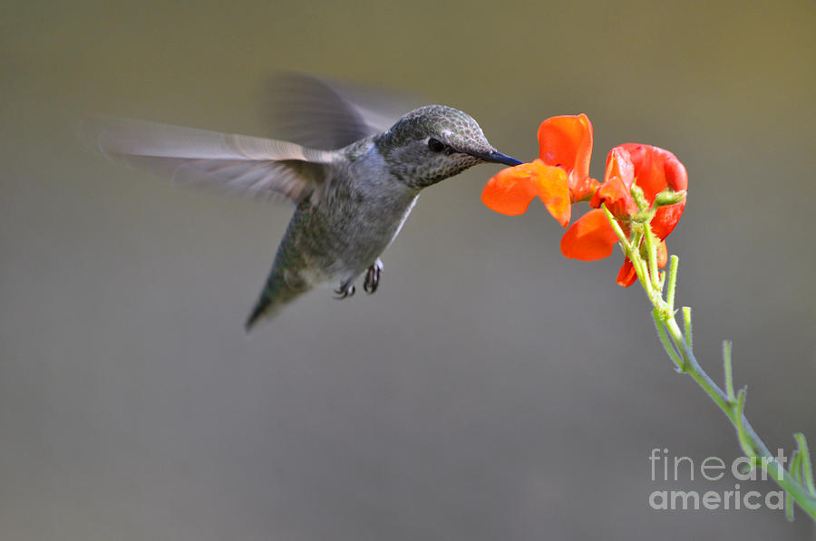 Hummingbird Seeking Nectar #1 Photograph by Laura Mountainspring