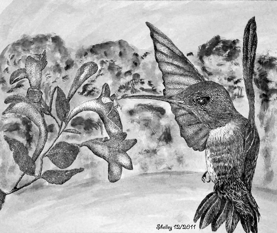 Hummingbird #1 Drawing by Shelley Bain
