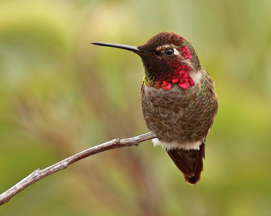 Annas Hummingbird Photograph by Stephen Dennstedt