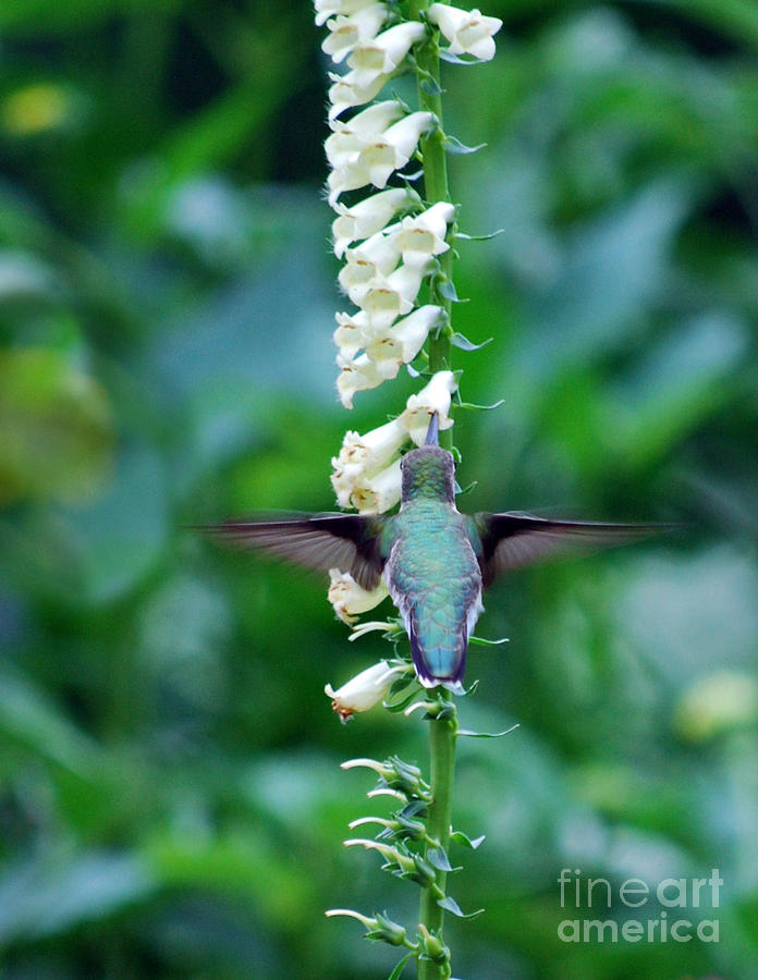 Hummingbird With Old Time Foxglove #1 Photograph by Lila Fisher-Wenzel