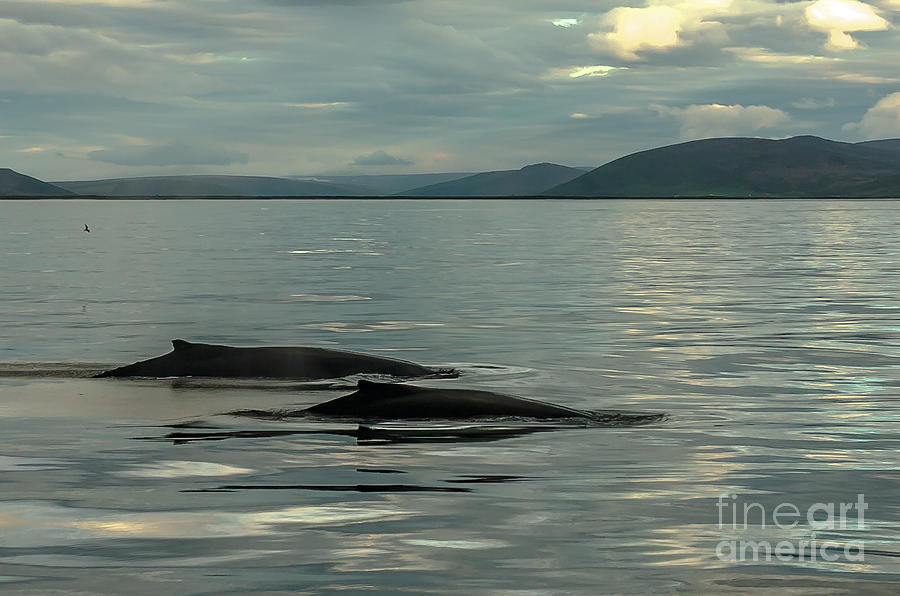 Humpbach whale #1 Photograph by Jorgen Norgaard