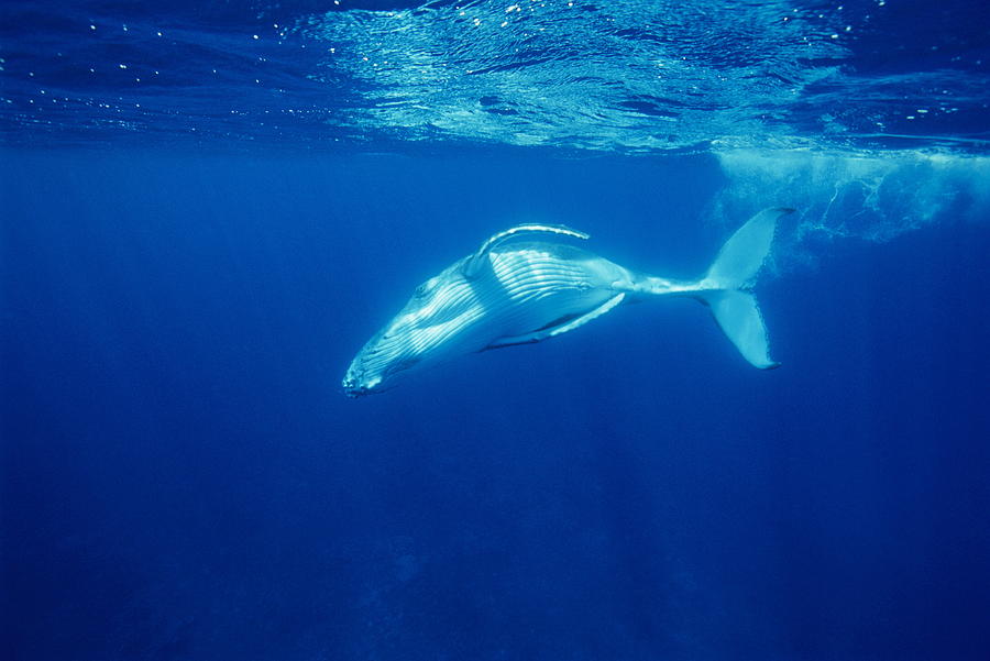 Humpback Whale Baby Photograph by Alexis Rosenfeld