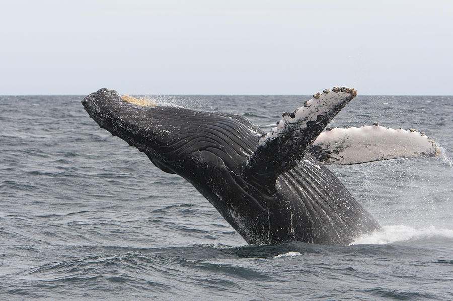 Humpback Whale Breaching Baja #1 Photograph by Suzi Eszterhas
