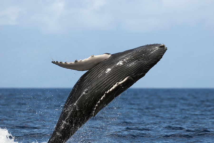 Humpback Whale Breaching Maui Hawaii #1 Photograph by Flip Nicklin