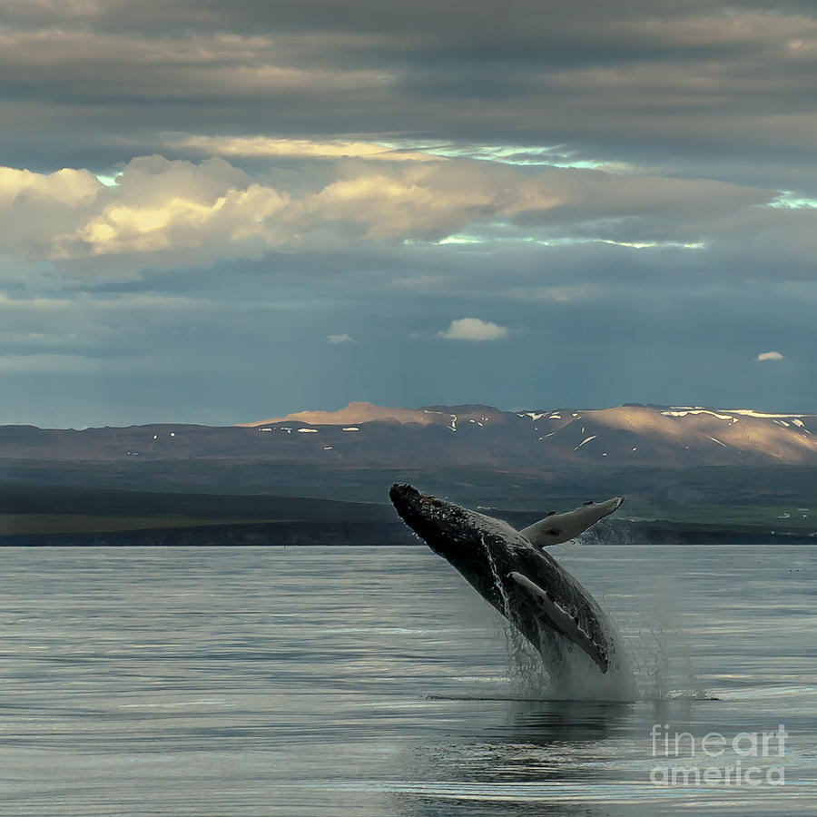 Humpback Whale #1 Photograph by Jorgen Norgaard