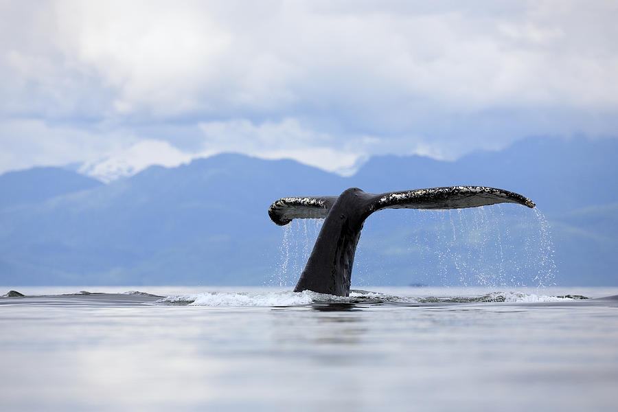 Humpback Whale Megaptera Novaeangliae #1 Photograph by Konrad Wothe