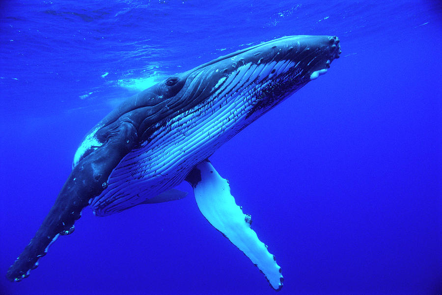Humpback Whale Megaptera Novaeangliae Photograph by Mike Parry