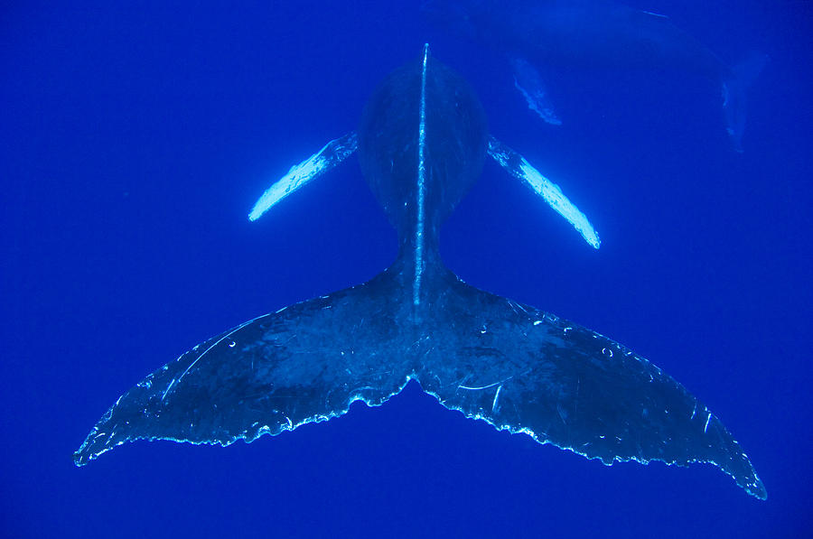 Humpback Whale Pair Maui Hawaii #1 Photograph by Flip Nicklin