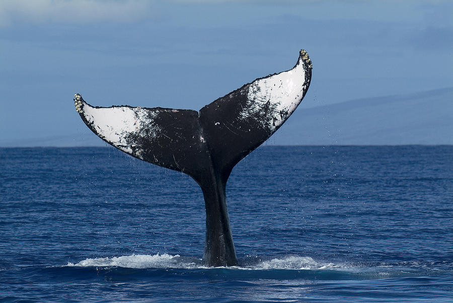 Humpback Whale Tail Lob Maui Hawaii. 