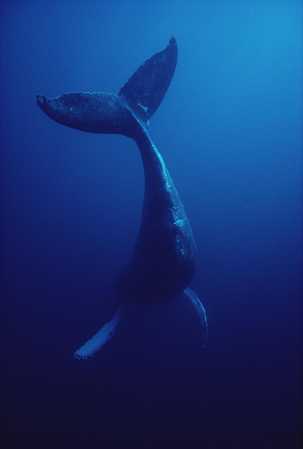 Humpback Whale Underwater Hawaii #1 Photograph by Flip Nicklin