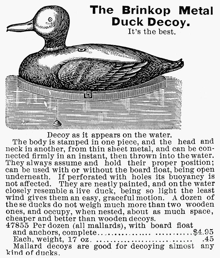Hunting: Duck Decoy, 1895 #1 Photograph by Granger