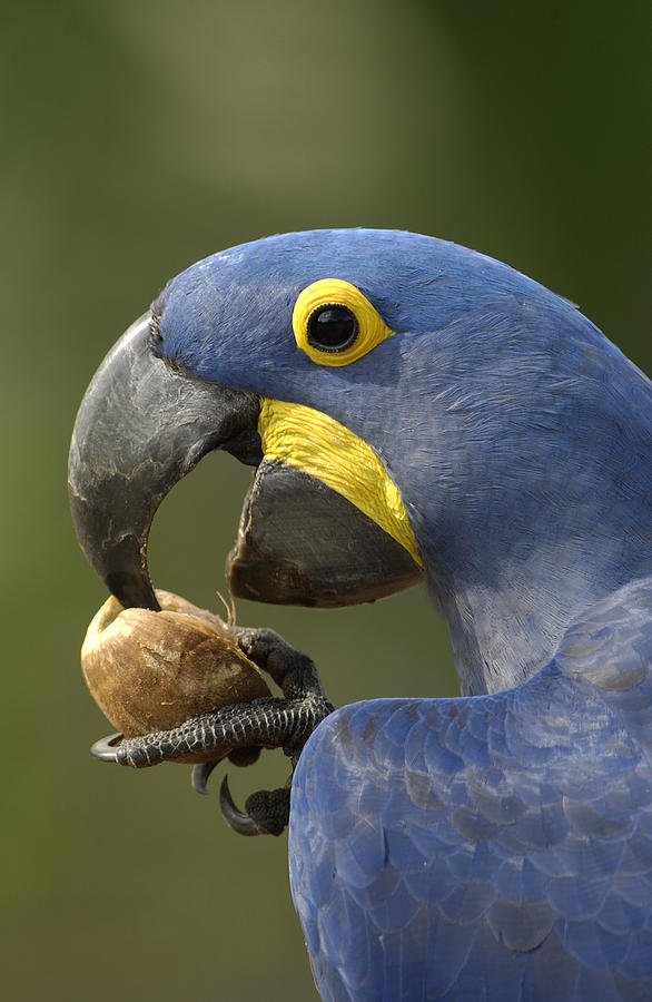 Bird Photograph - Hyacinth Macaw Anodorhynchus #1 by Pete Oxford