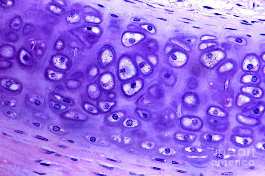 Hyaline Cartilage #1 Photograph by M. I. Walker
