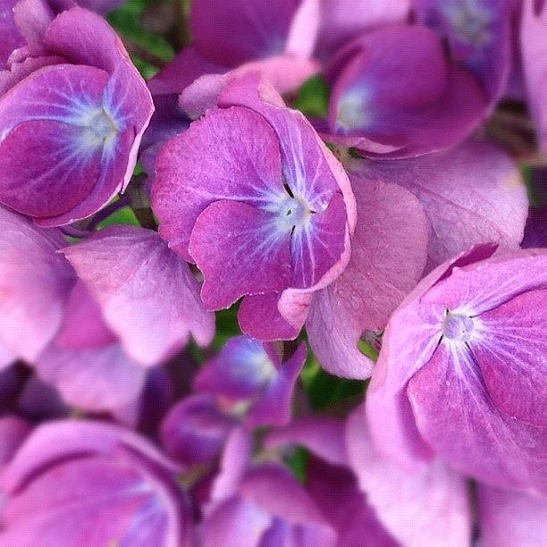 Instagrammers Photograph - #hydrangea #1 by Fay Pead