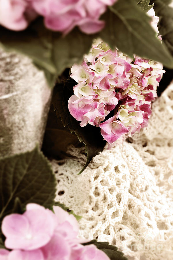 Flower Photograph - Hydrangeas and Lace #1 by Stephanie Frey