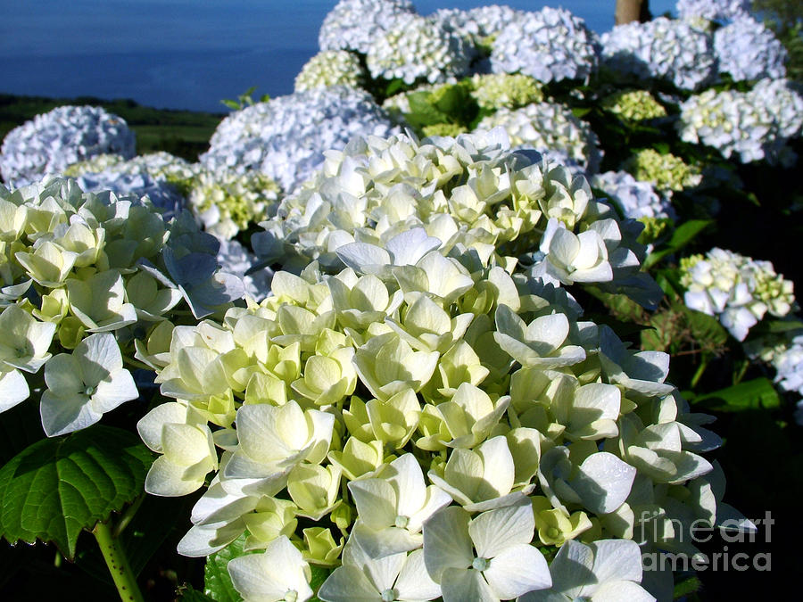 Azores Photograph - Hydrangeas by Gaspar Avila Azores Photograph - Hydrangeas by Gaspar Avila