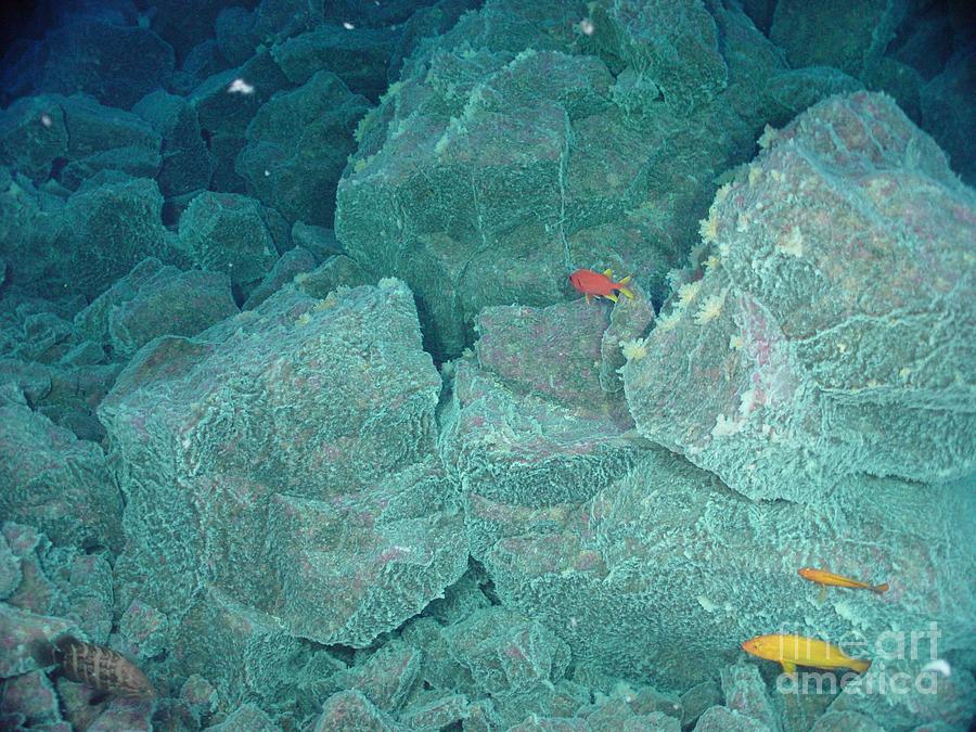 Hydrothermal Vent Community #1 Photograph by Science Source