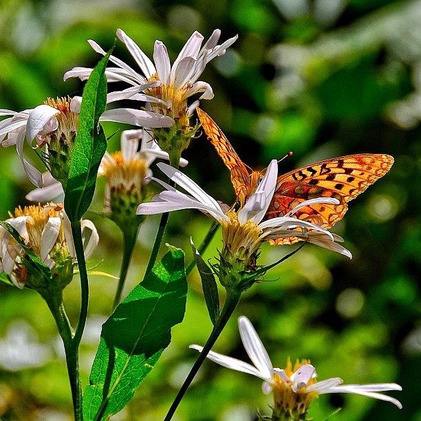 Butterfly Photograph - I Feel So Very Blessed For The Gift Of #1 by Chris Bechard